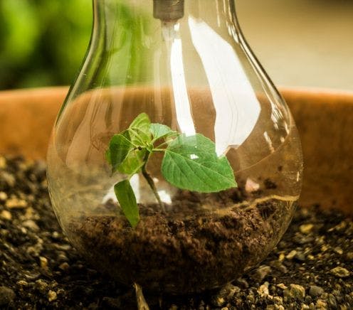 Energy-Efficient Garden light Bulb with Plant Growing Inside