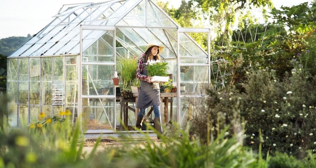 Woman working in greenhouse carrying plants