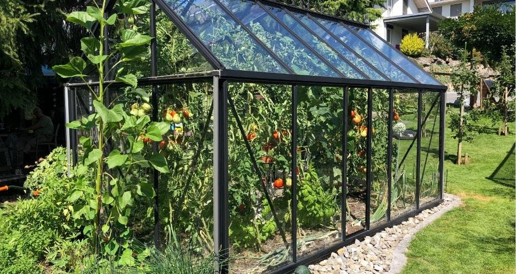 Black greenhouse with tomato plants over growing