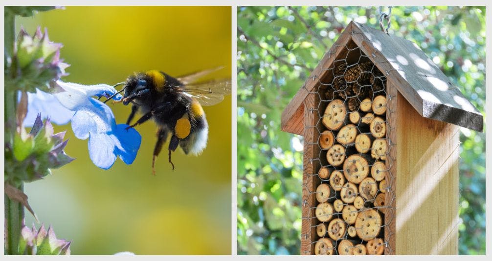 Bee Garden - Elements for a Wildlife Friendly Garden 