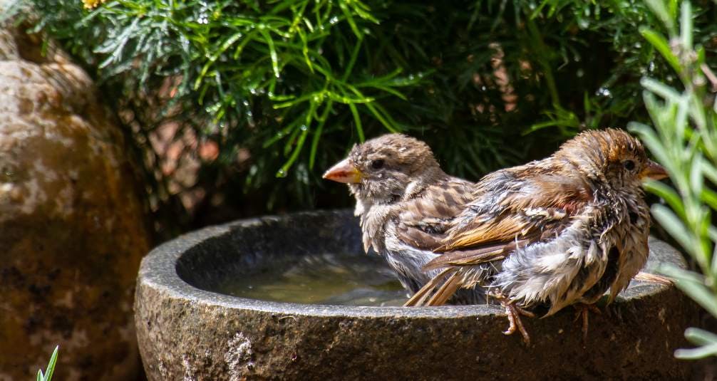 Bird Baths - Elements for a Wildlife Friendly Garden 