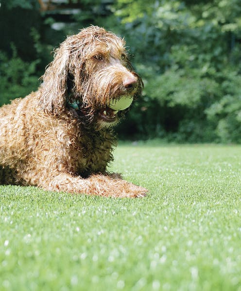 Dog with ball in mouth lying on artificial grass