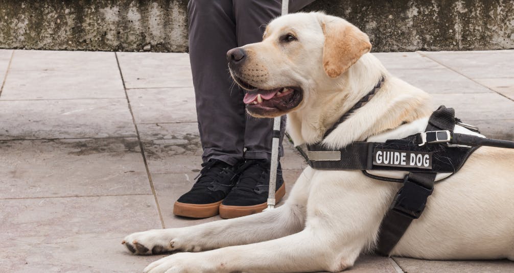 Irish Guide Dogs