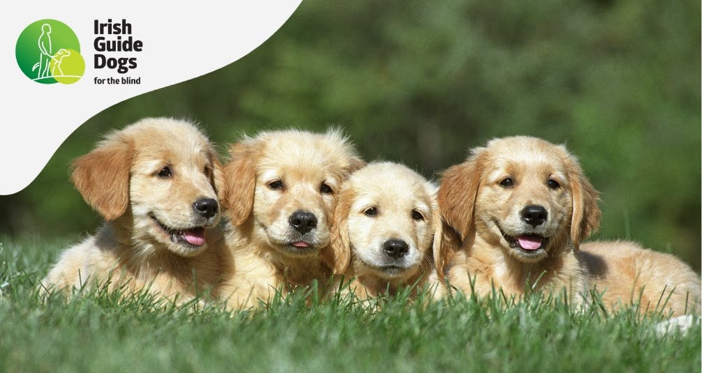 Irish Guide Dogs