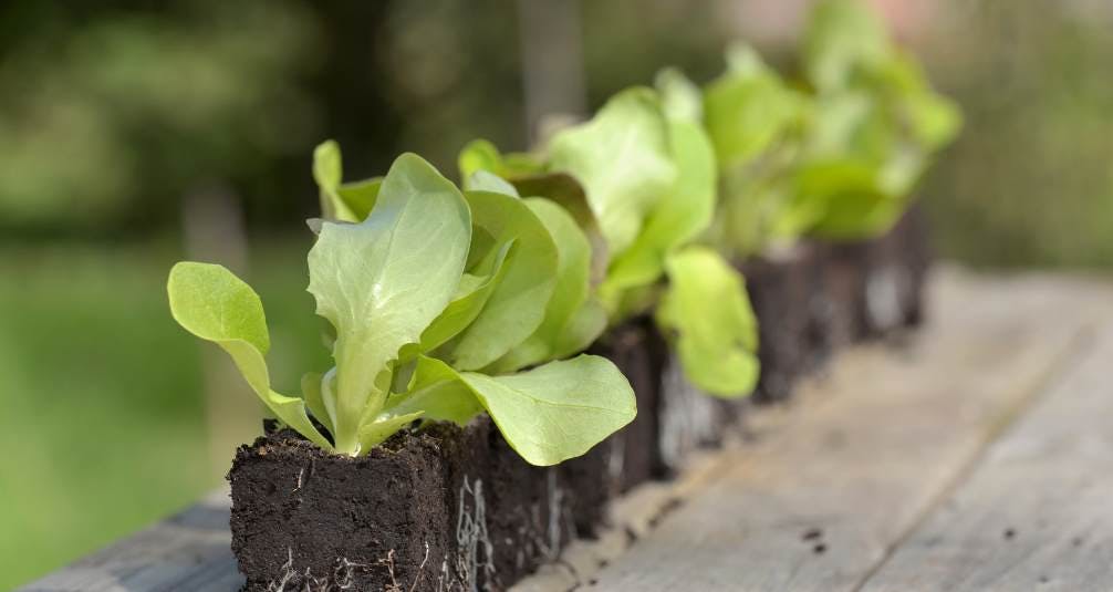 Greenhouses - Extend your Harvest - Lettuce Planting