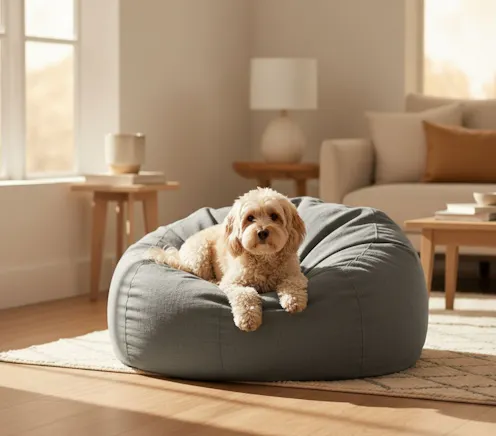cute dog on a bean bag in living room