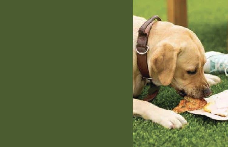Labrador eating a pizza on artificial grass