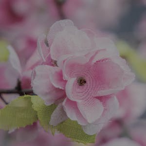 Close Up of Silk Blossom
