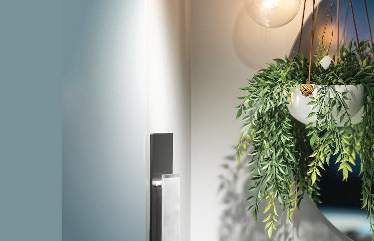 Plants indoor in hanging basket