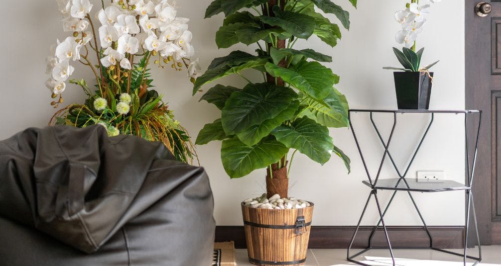 Potted Monstera Palm Tree in Wooden Bucket