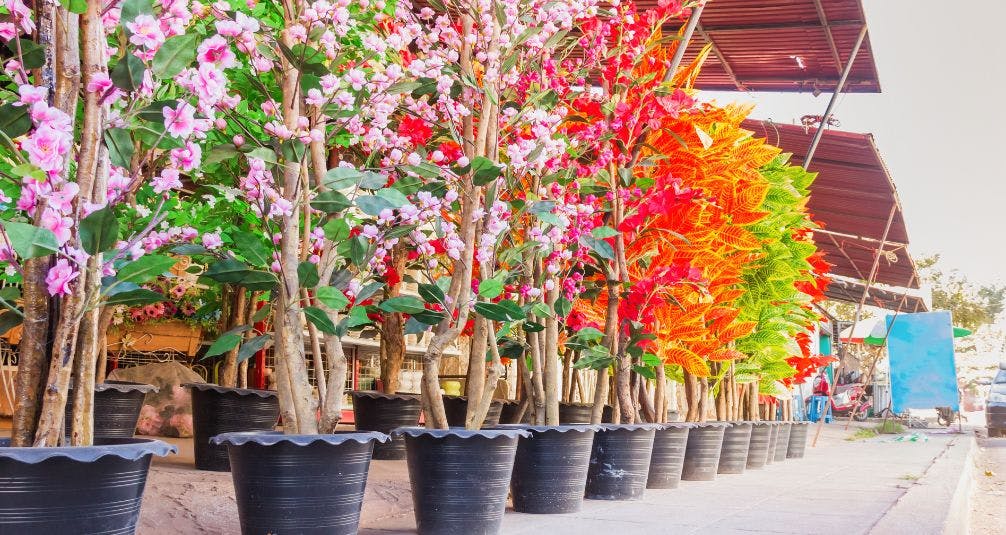 Potted multi coloured blossom trees