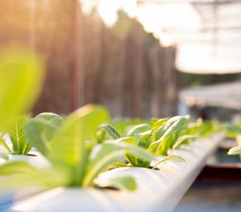 Seedlings in tube