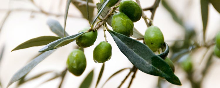 Olive Tree Olive Tree