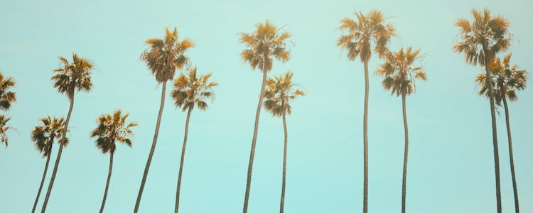 California Palms