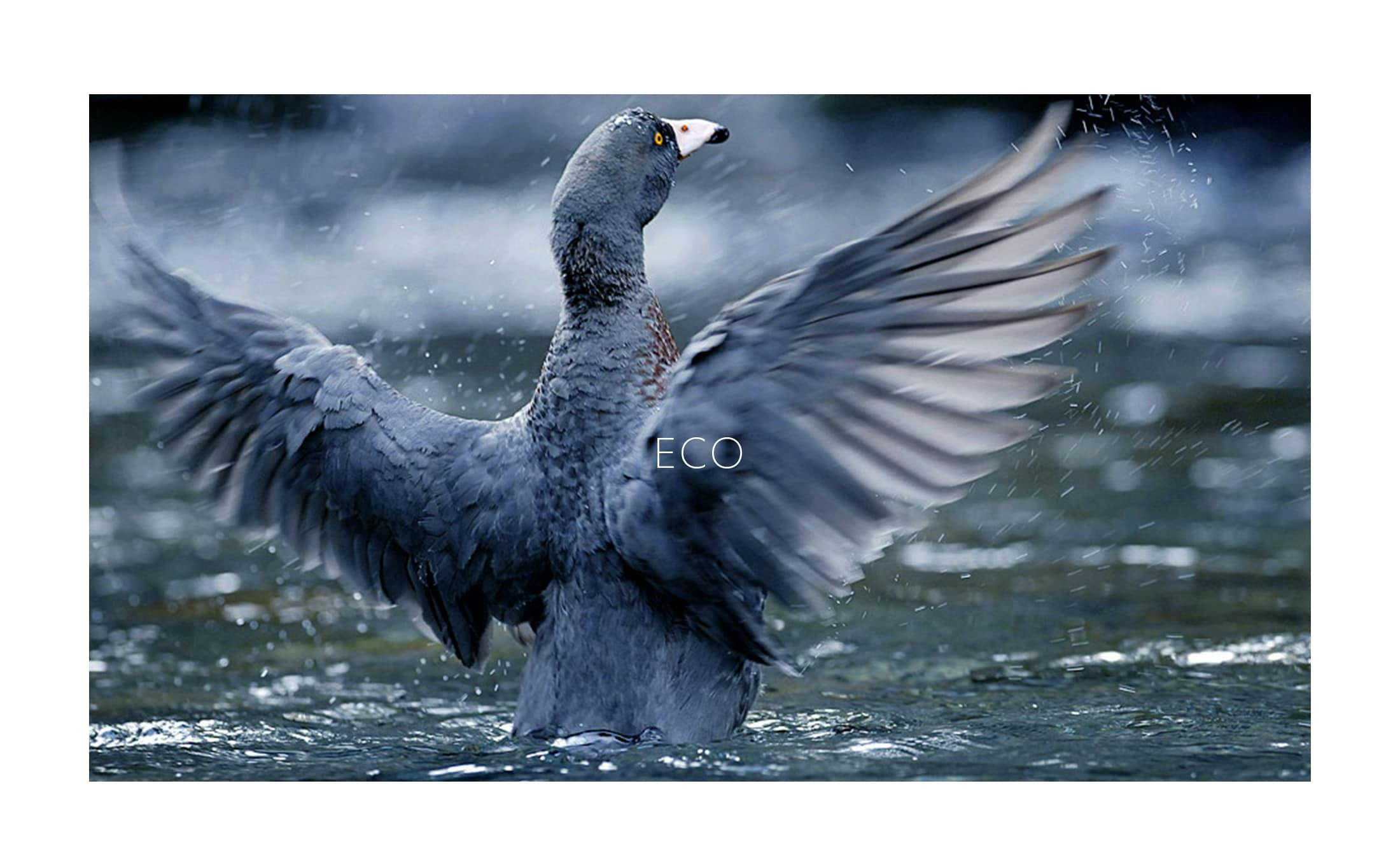 Blue Duck flying out of water with wings spread