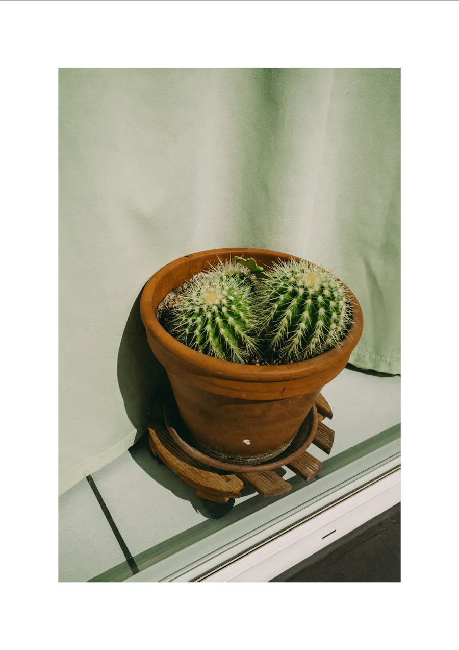 Cactus, Berlin, 2026