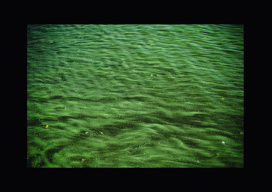 River, Berlin, 2026