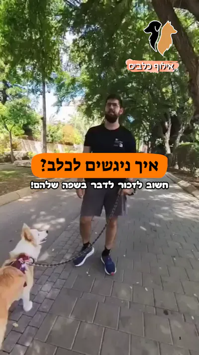 איך ניגשים לכלב שלא מכירים ברחוב?