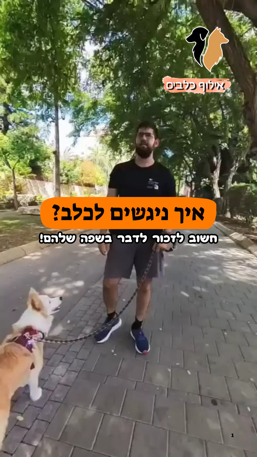 איך ניגשים לכלב שלא מכירים ברחוב?
