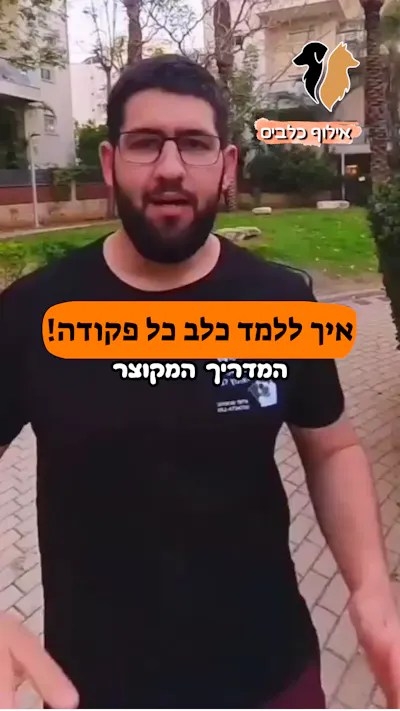 איך לאלף כלב כל פקודה