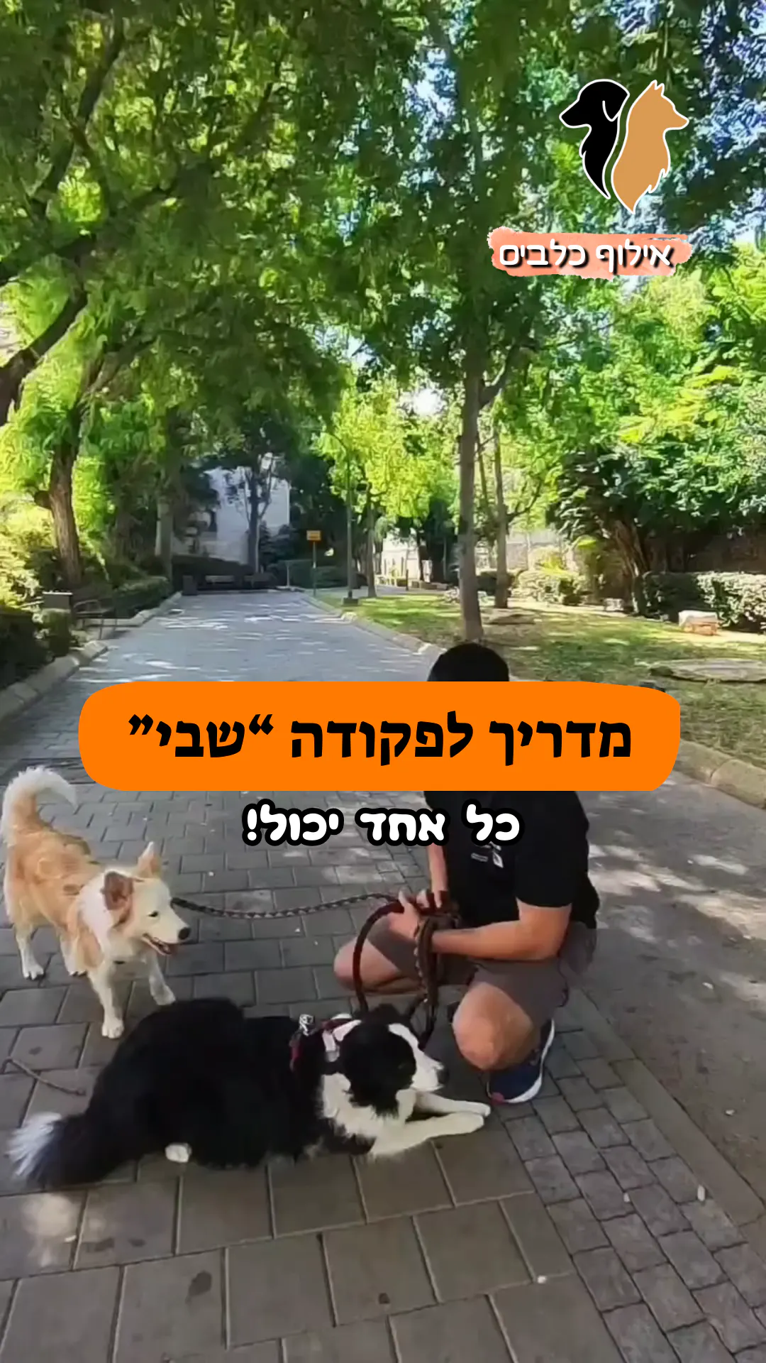מדריך הפקודה שבי
