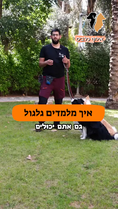 איך מלמדים את הפקודה "גלגול"?