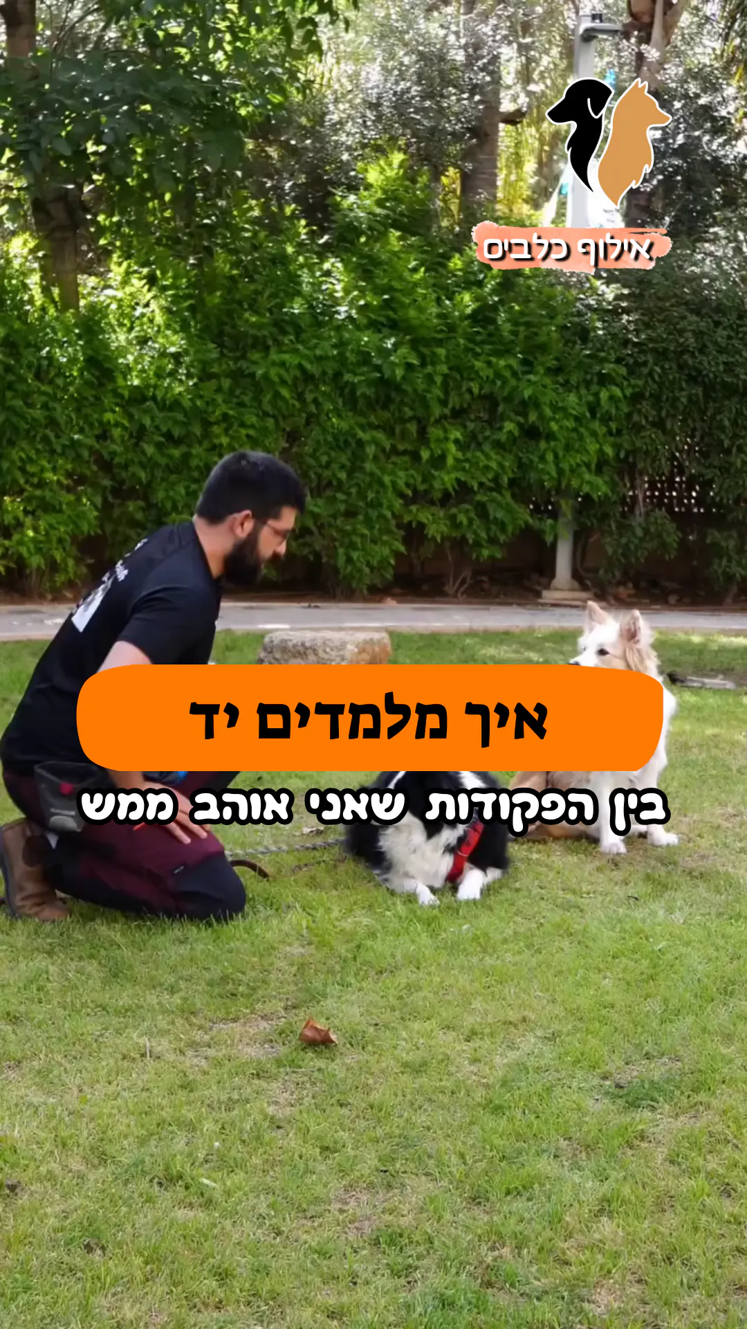 איך מלמדים את הפקודה "יד"? ✋🐶