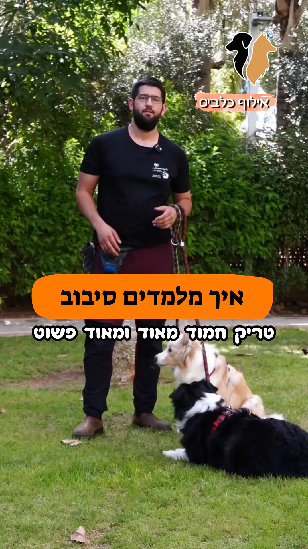 איך מלמדים את הפקודה "סיבוב"? 🔁🐶✨