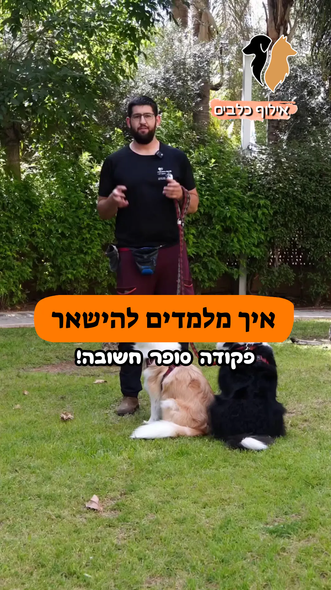 איך מלמדים את הפקודה "להישאר"? 🛑🐶