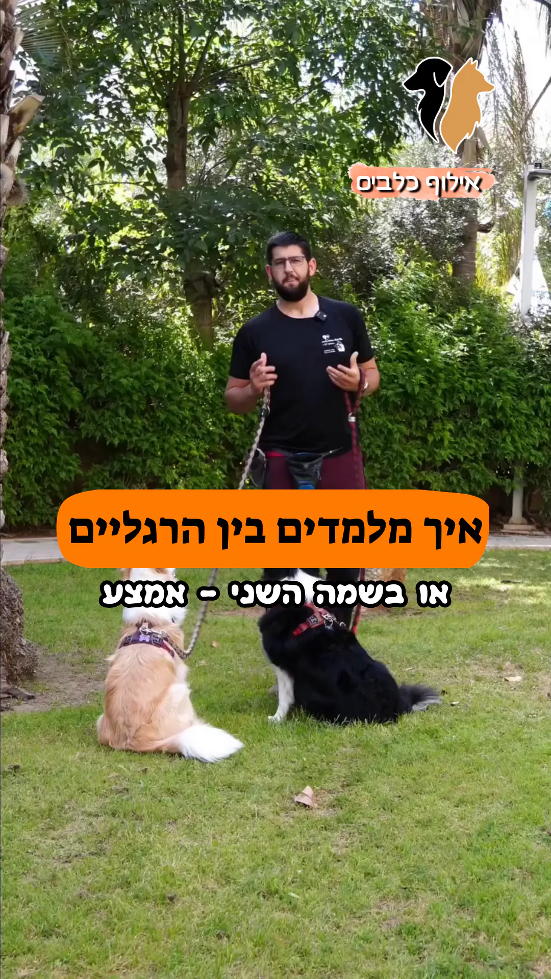 איך מלמדים את הפקודה "בין הרגליים"? 🚶♂️🐶🦵