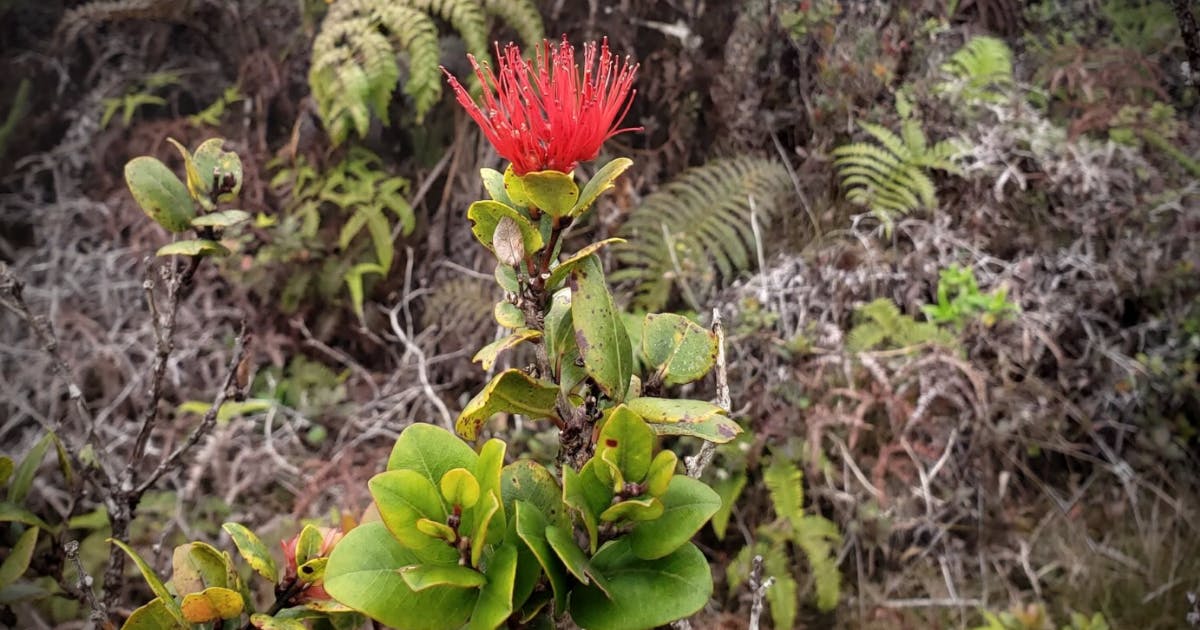 Photo of a flower blossom