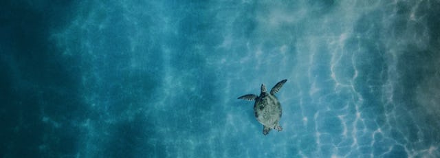 Photo of a sea turtle swimming in calm ocean waters