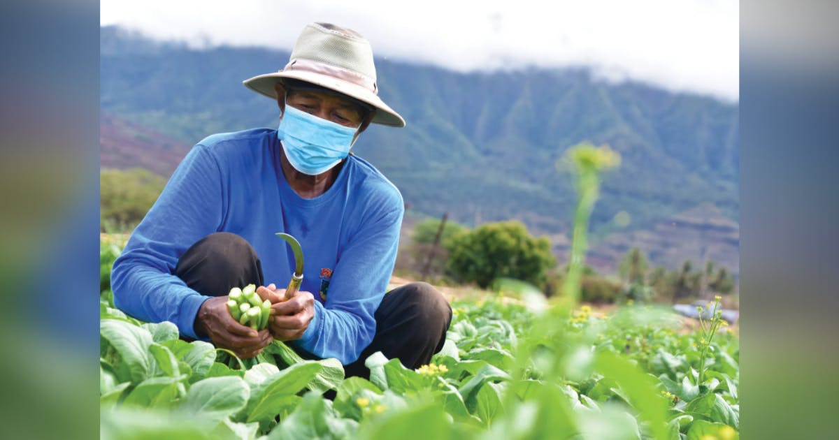 Photo of a farmer collecting crops