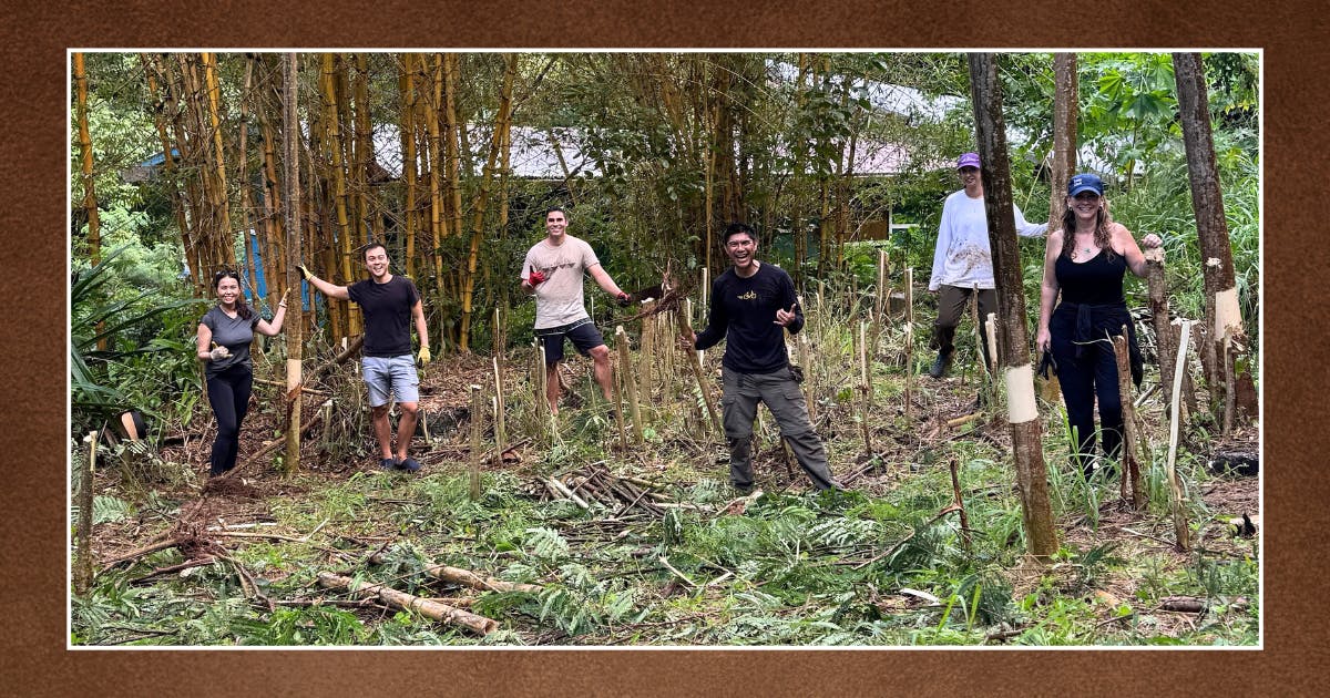 Photo of Cohort IX Omidyar Fellows felling invasive trees at Ho‘oulu 'Āina