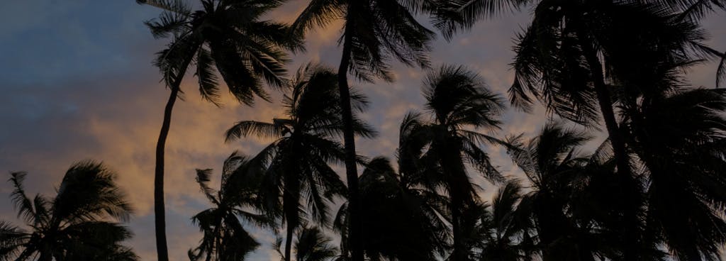 Photo of palm trees at sunrise in Hawai‘i