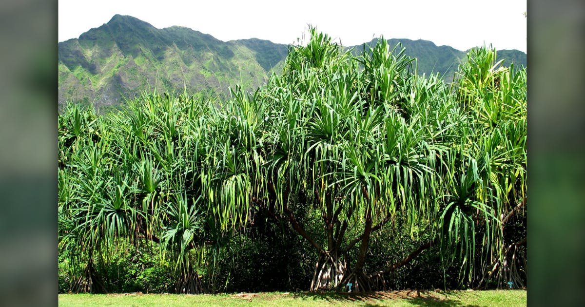 Photo of hala tree