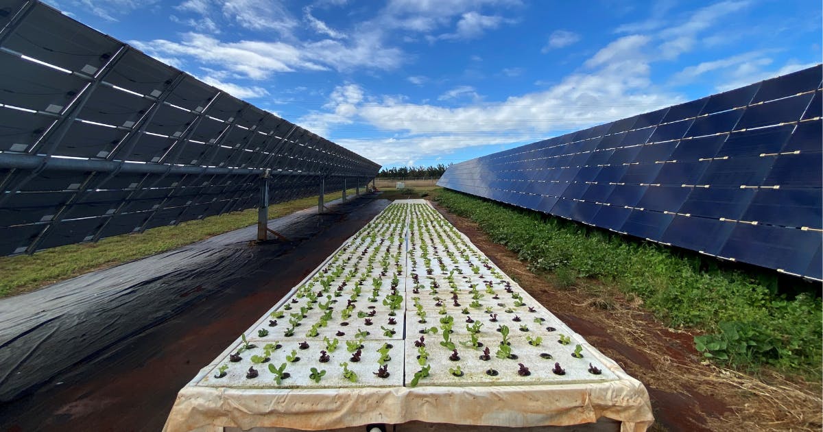 Photo of Agrivoltaic research site that combines solar with farming.