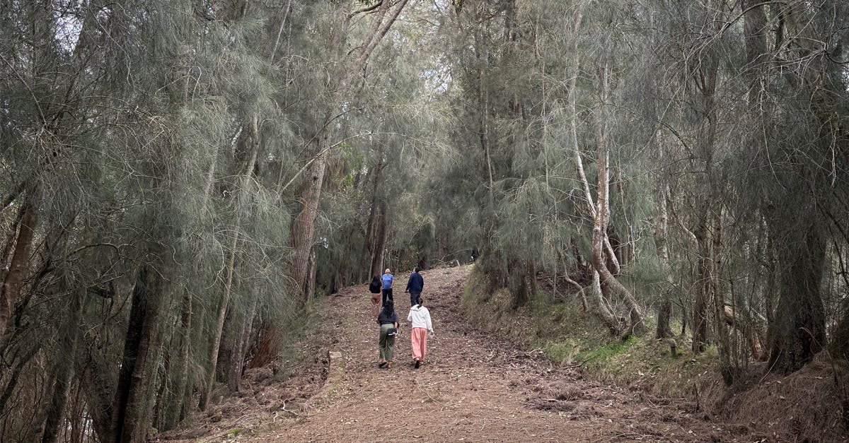 Photo of five people walking through the forest