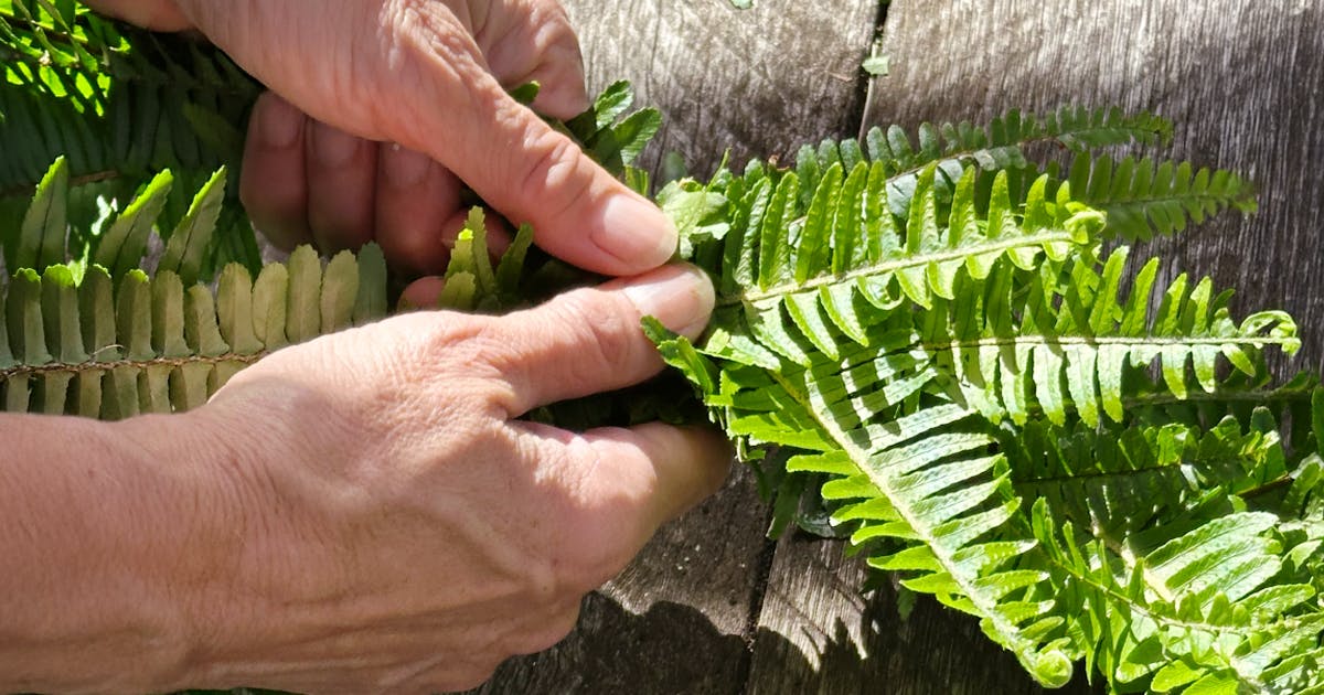 Photo of hands weaving a kupukupu lei