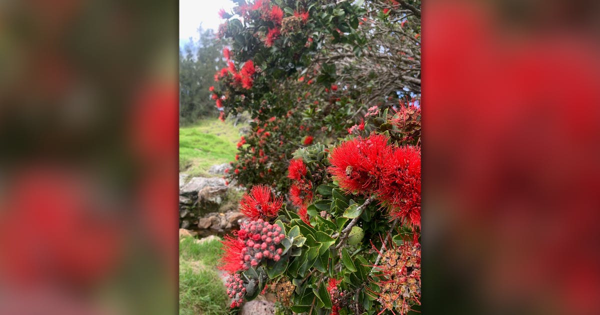 Photo of ‘ōhi‘a lehua on Hawai‘i island