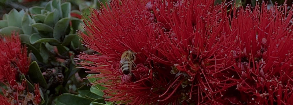 Photo of ‘Ōhi‘a Lehua