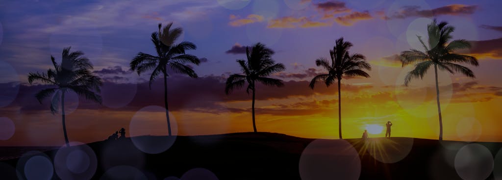 Photo of Palm Trees at Sunset