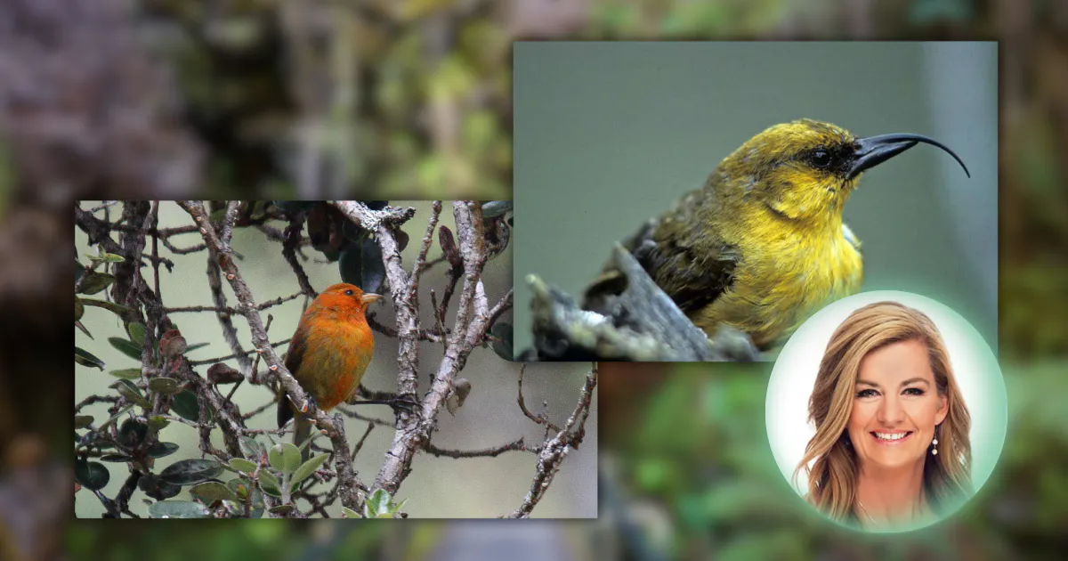 Photos of endangered Hawaiian Honeycreepers Hawaiʻi ʻĀkepa and ʻAkiapōlāʻau
