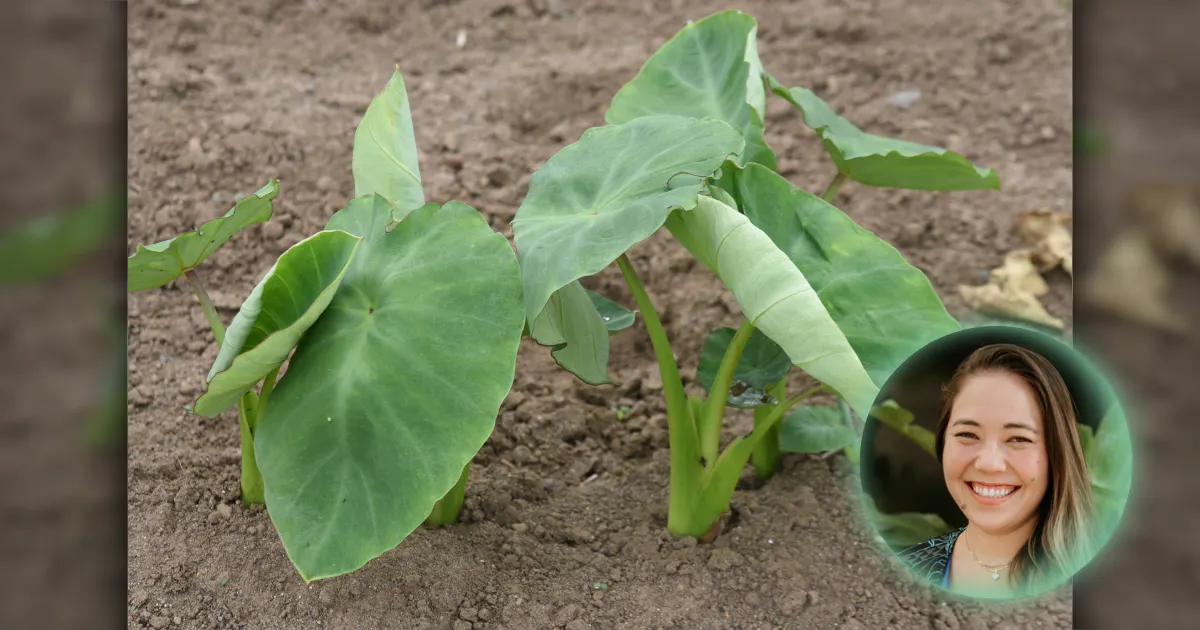 Photo of a kalo plant