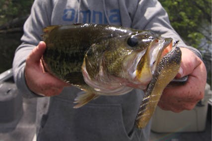 No Stink Here… Why Poop Baits Work in Bass Fishing