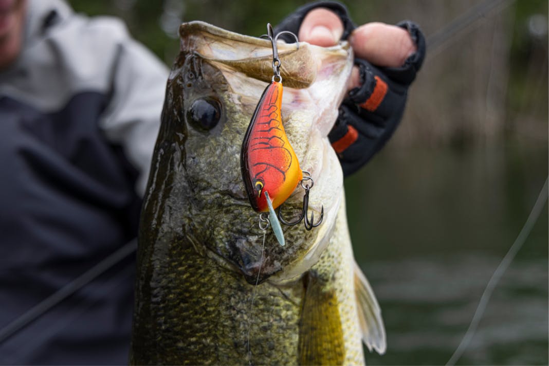 Crankbait Fishing Secrets With Ott DeFoe: Tips for Catching More