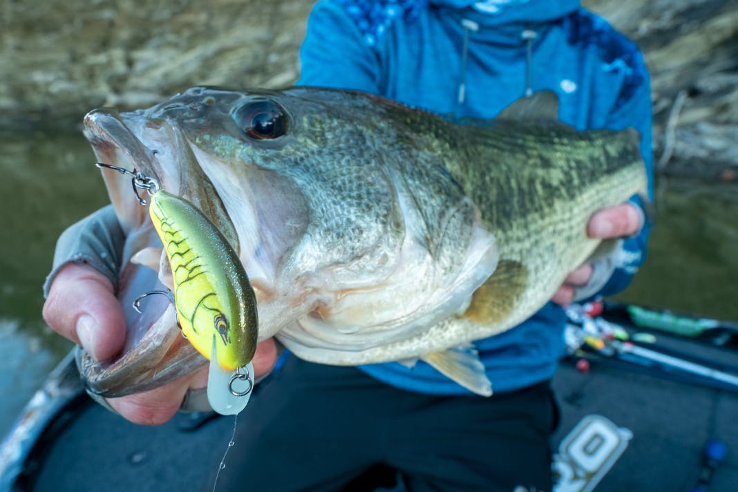 Three-pronged approach to catching bass