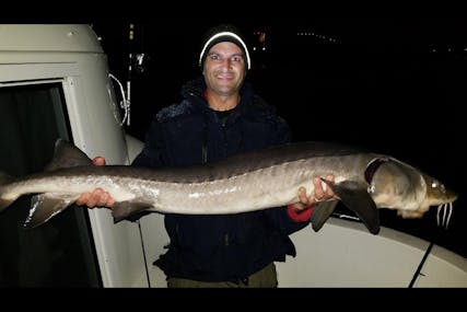 Sturgeon Fishing on the St. Croix: What you need to know to catch a living dinosaur