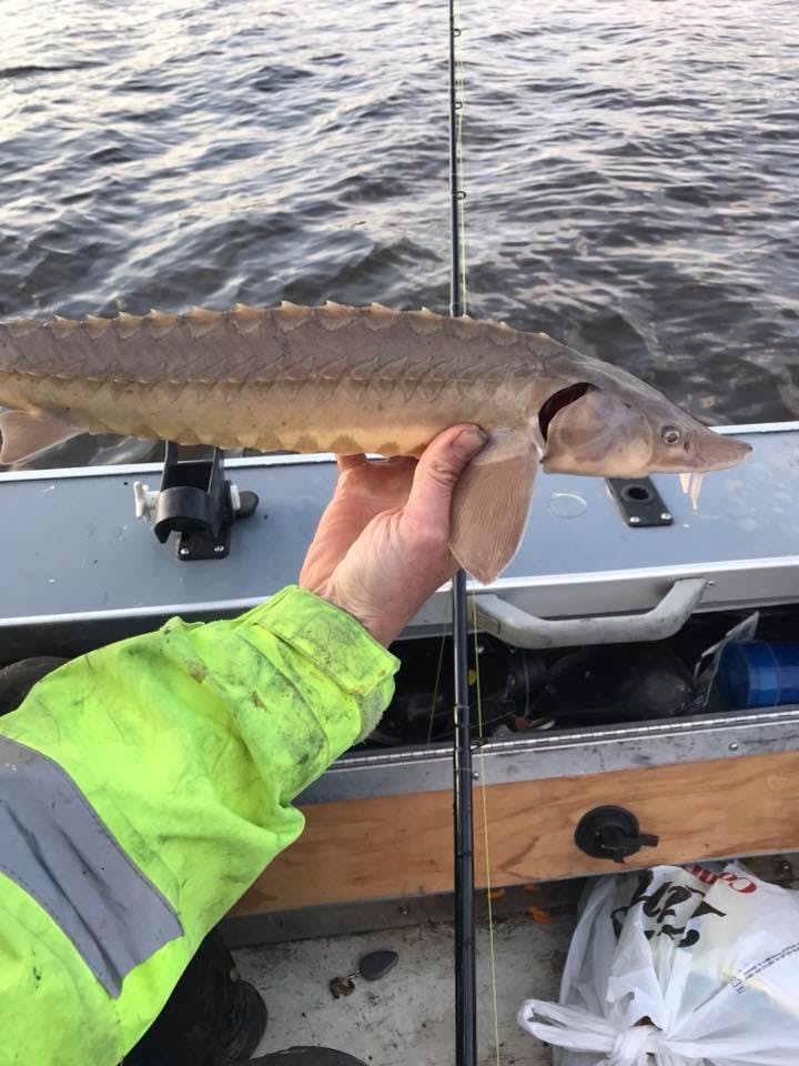Sturgeon Fishing on the St. Croix: What you need to know to catch a living  dinosaur