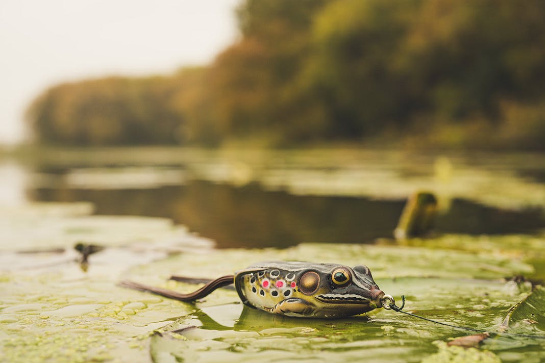 Bass Fishing - How to Use Top Water Frogs/Omnia Fishing | Omnia Fishing